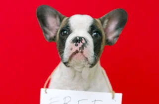 Usa: boom di rapimenti di cani